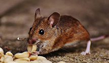 24 Hour & Emergency Exterminators in Shady Glen, CA